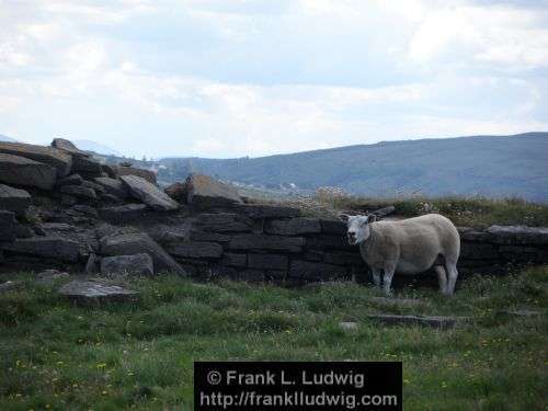 Around Downpatrick Head